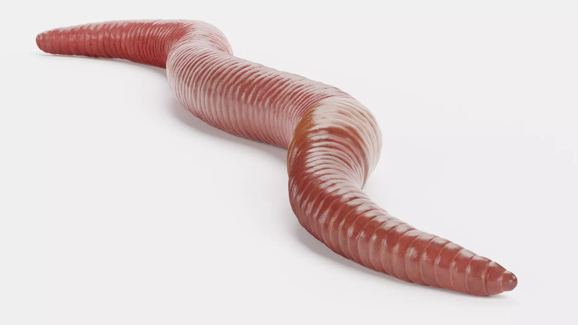 -Earthworm- 3D model_5