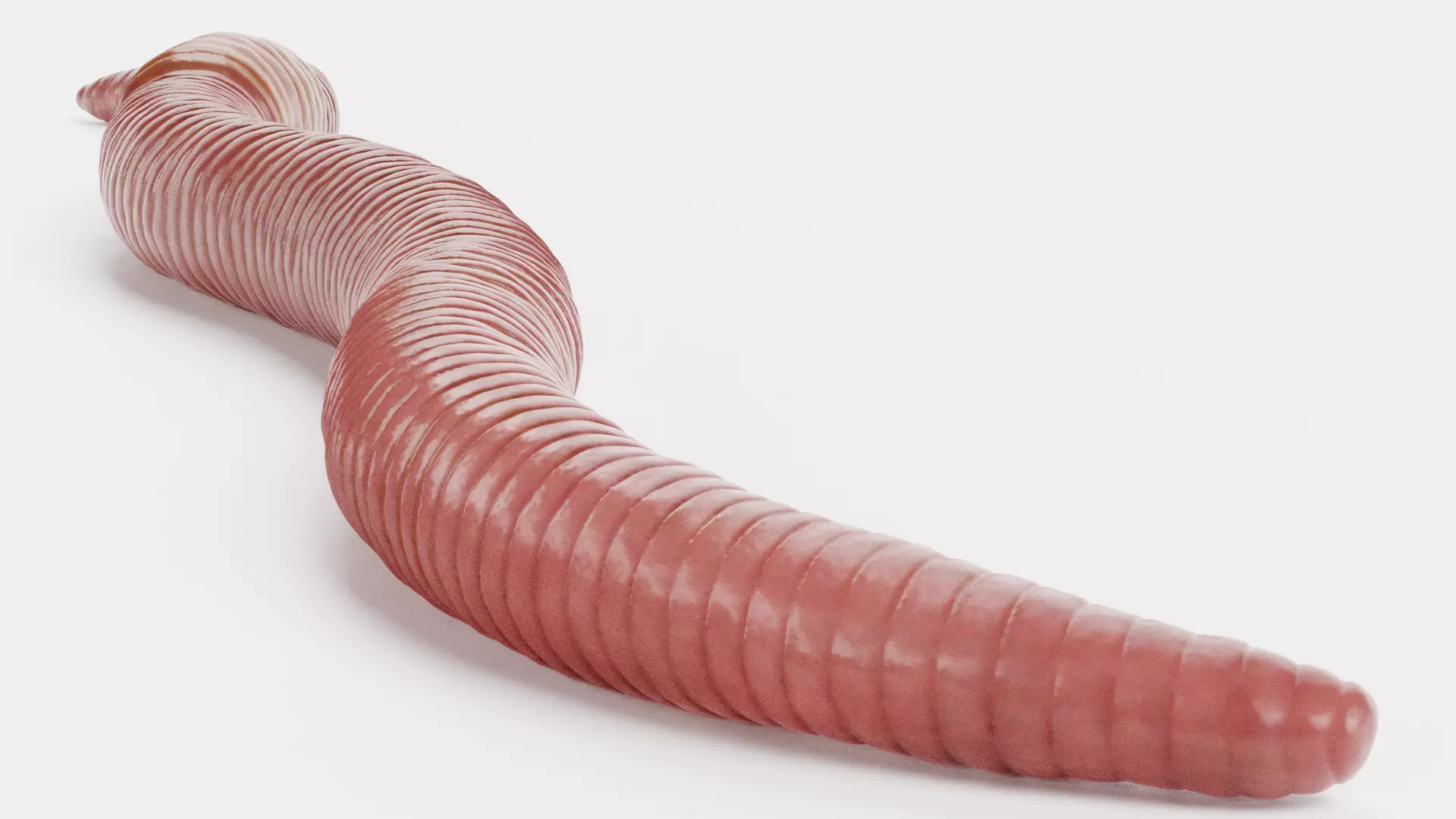 -Earthworm- 3D model_6