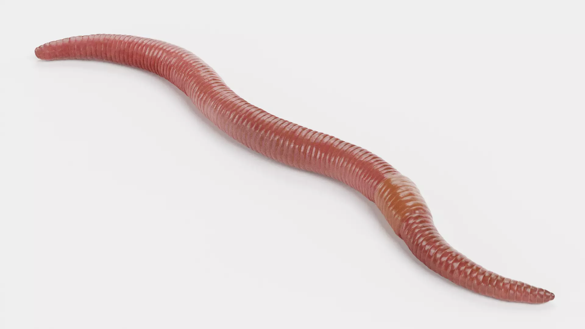 -Earthworm- 3D model_1