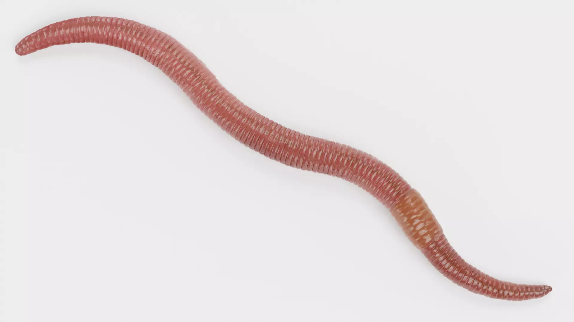 -Earthworm- 3D model_0