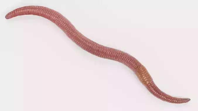 -Earthworm-