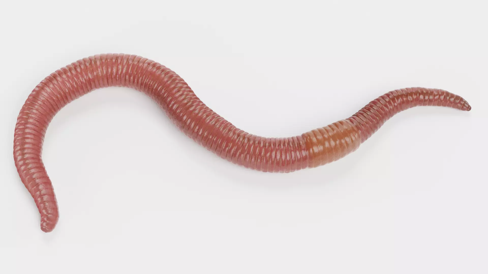 -Earthworm Rigged- 3D model_0
