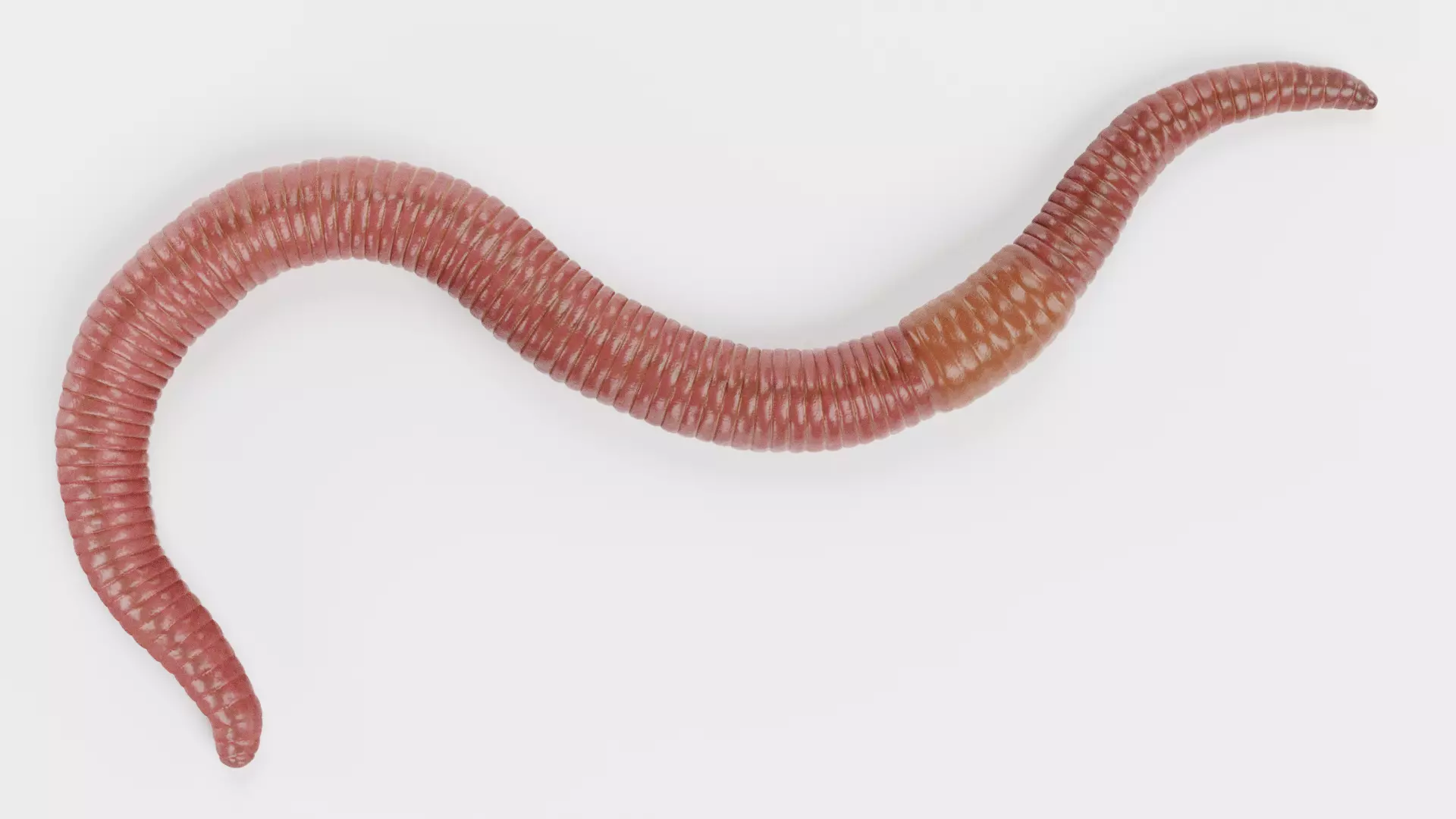 -Earthworm Rigged- 3D model_1