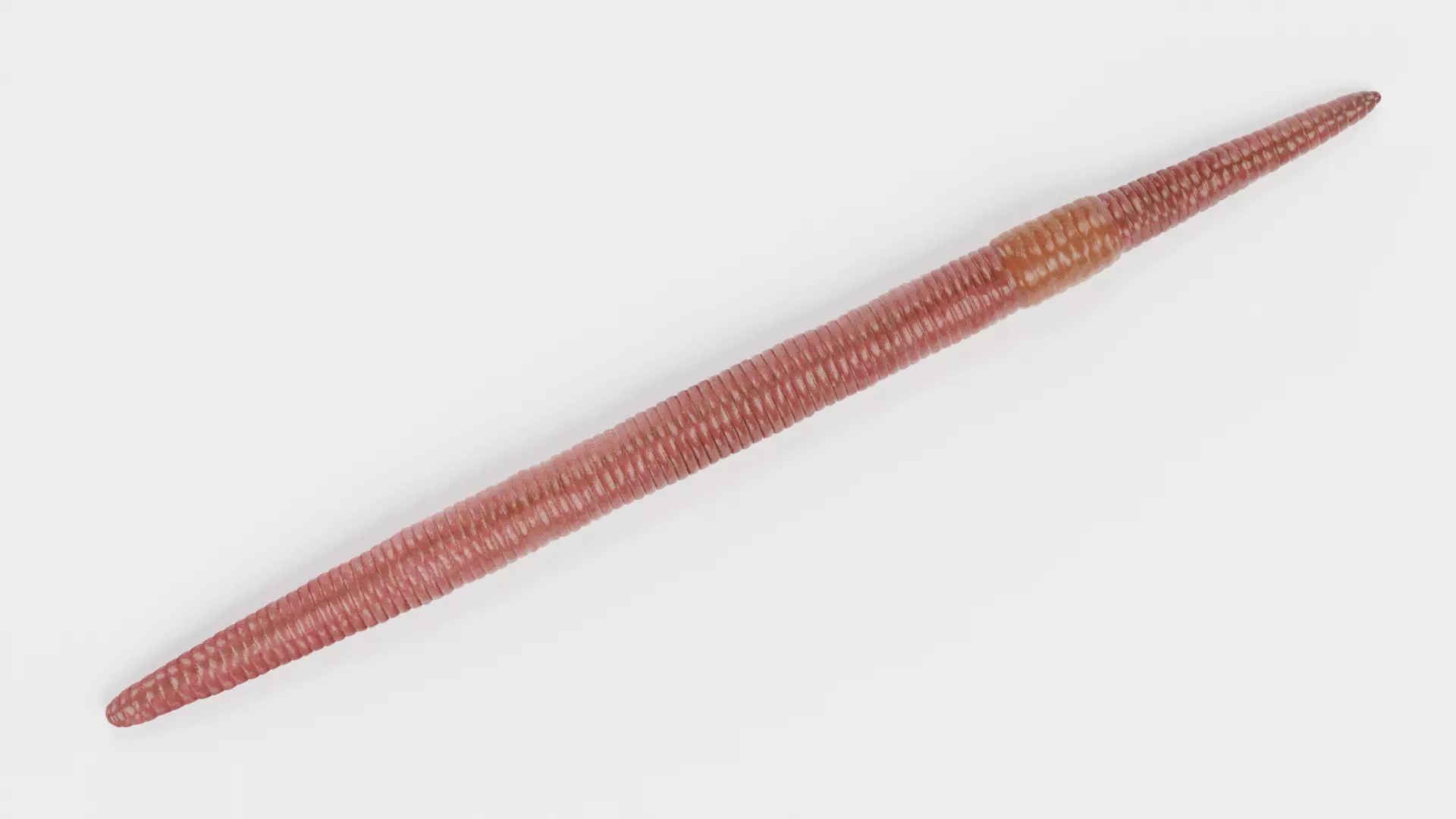 -Earthworm Rigged- 3D model_8