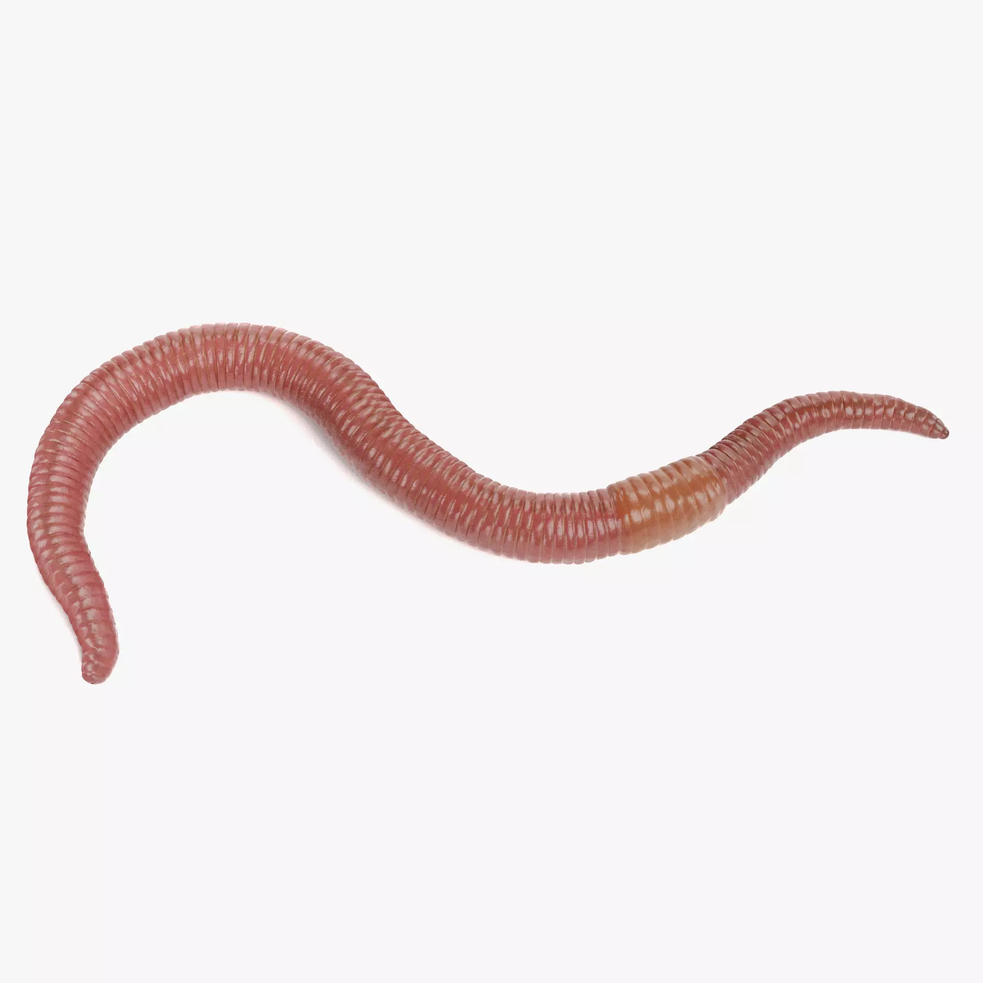 -Earthworm Rigged- 3D model_14
