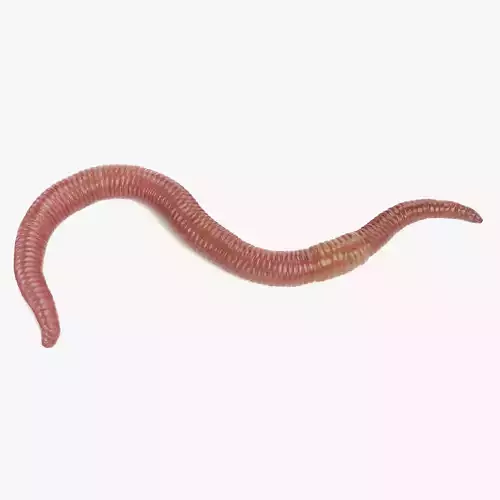 Earthworm - Rigged 3D model
