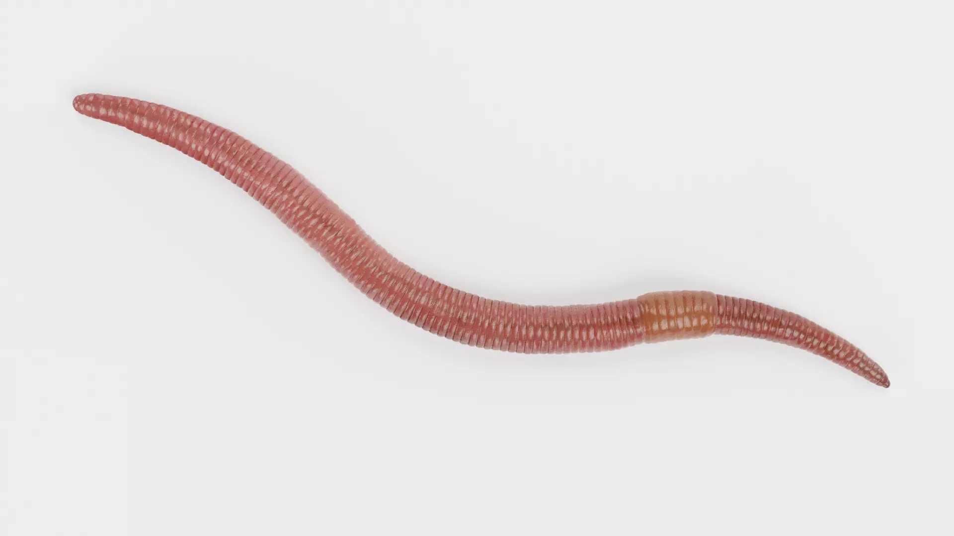 -Earthworm Rigged- 3D model_4
