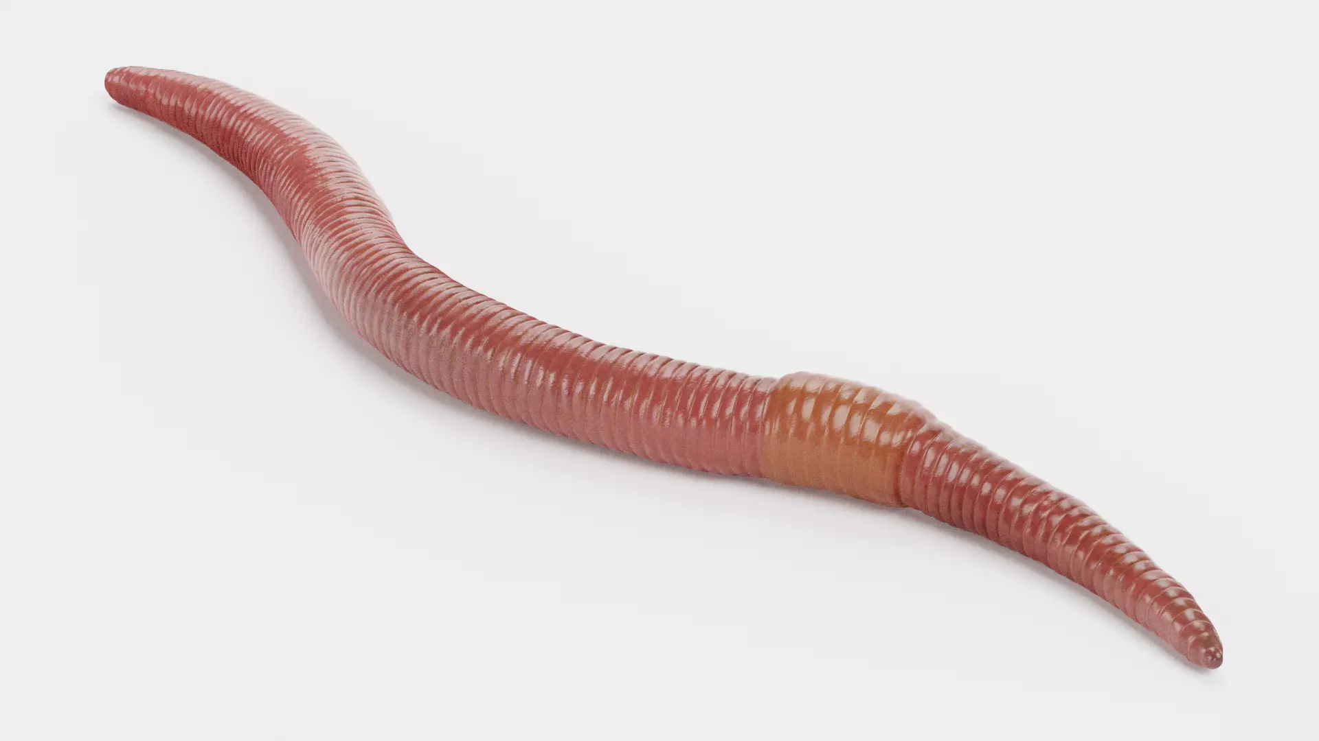 -Earthworm Rigged- 3D model_5