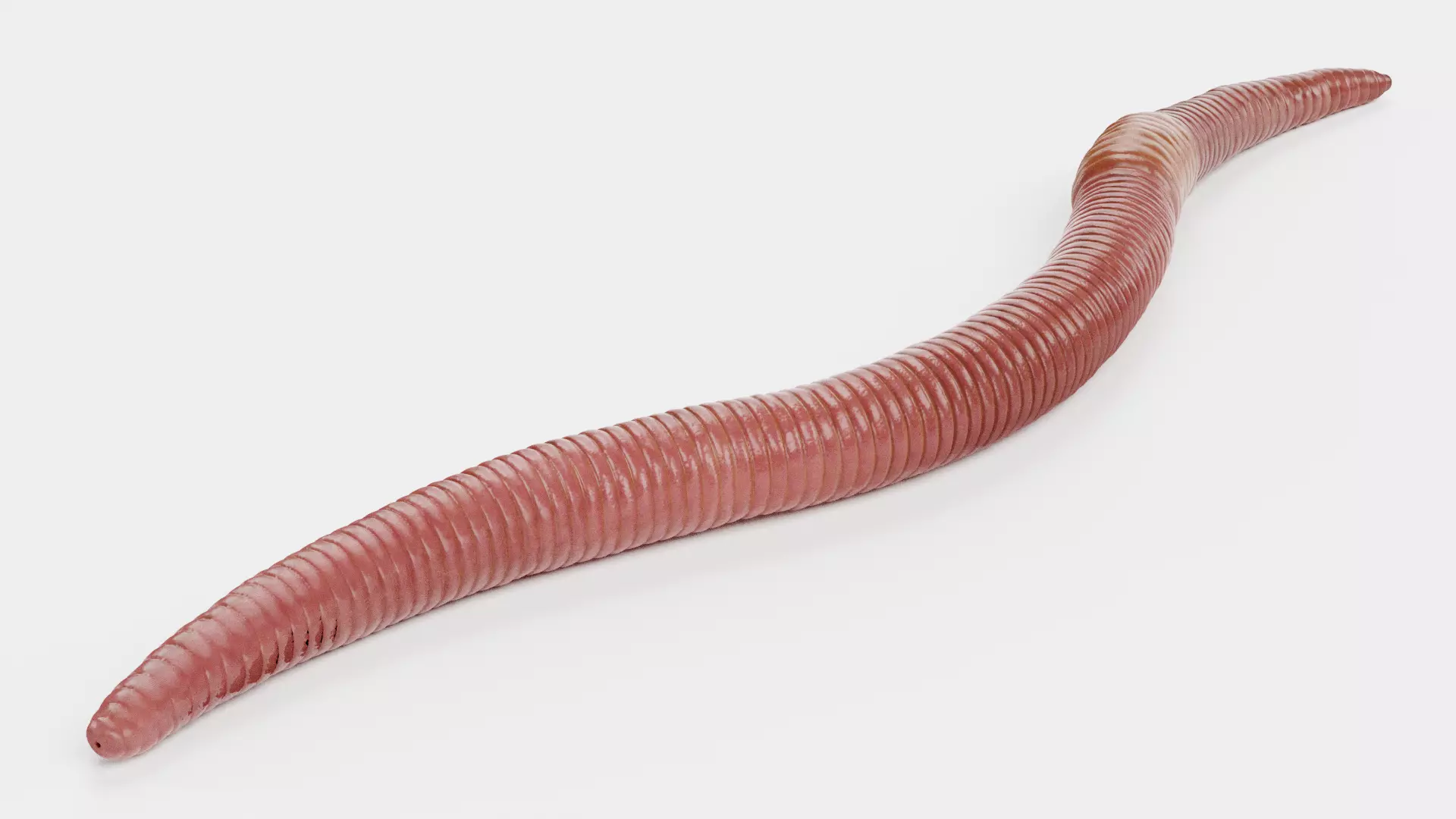 -Earthworm Rigged- 3D model_6