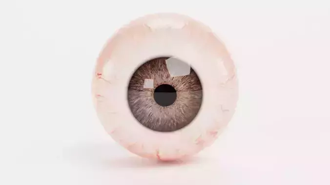 Human Eyeball with Brown Iris - Realistic Anatomy
