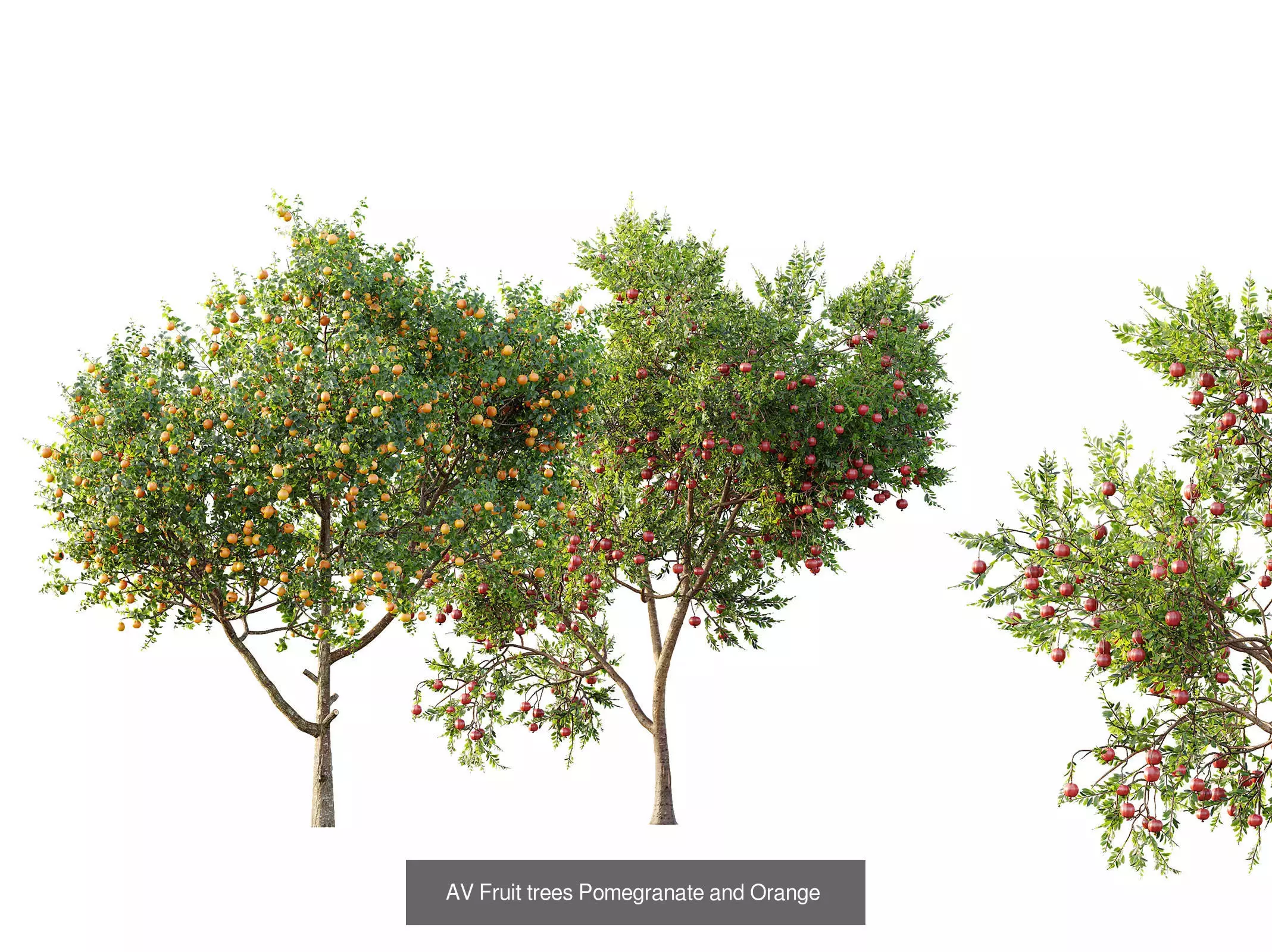 AV 15 unique tree collections with 45 different tree species _4