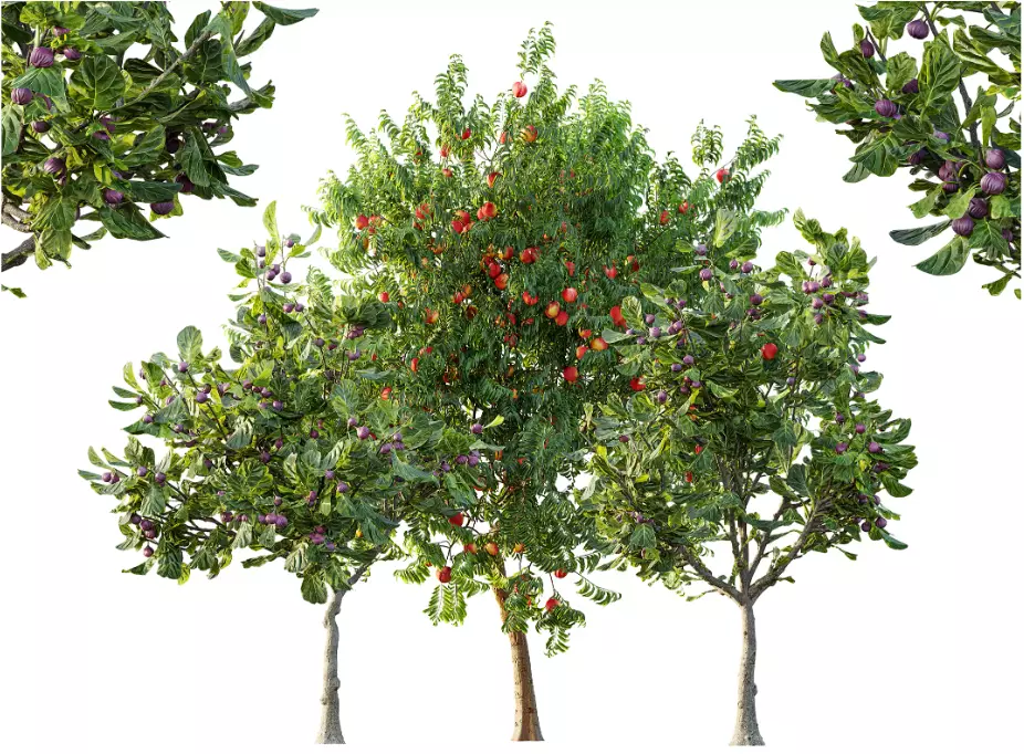 AV 15 unique tree collections with 45 different tree species _13