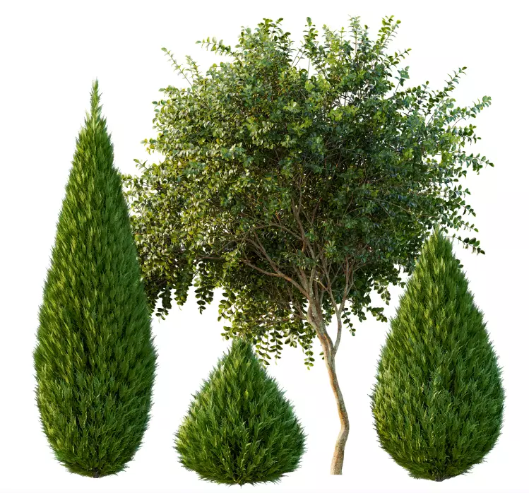 AV 15 unique tree collections with 45 different tree species _29