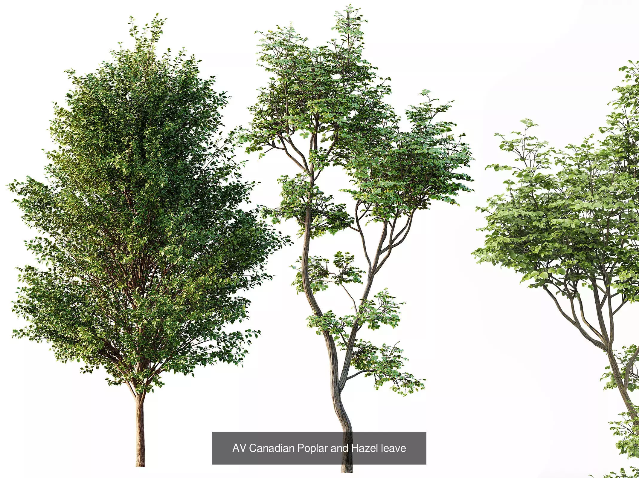 AV 15 unique tree collections with 45 different tree species _30