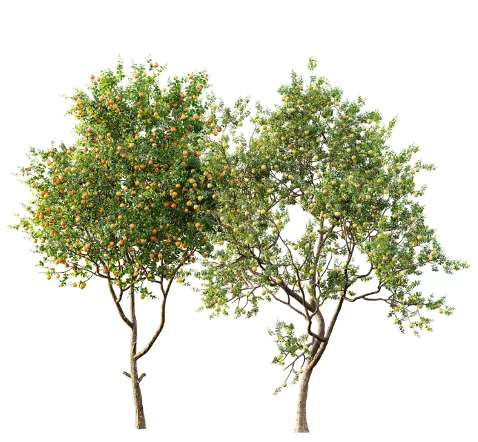 AV 15 unique tree collections with 45 different tree species _19