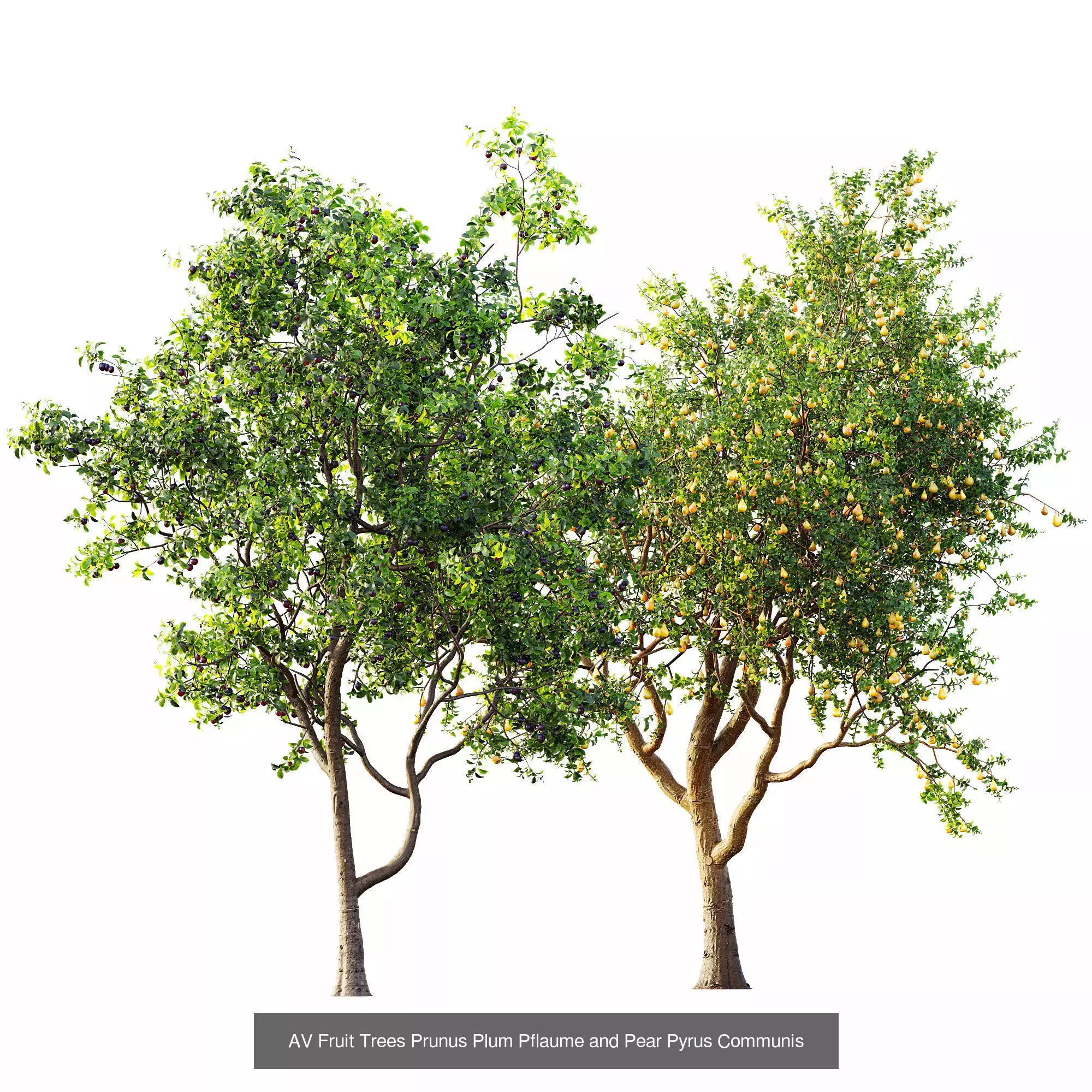 AV 15 unique tree collections with 45 different tree species _12