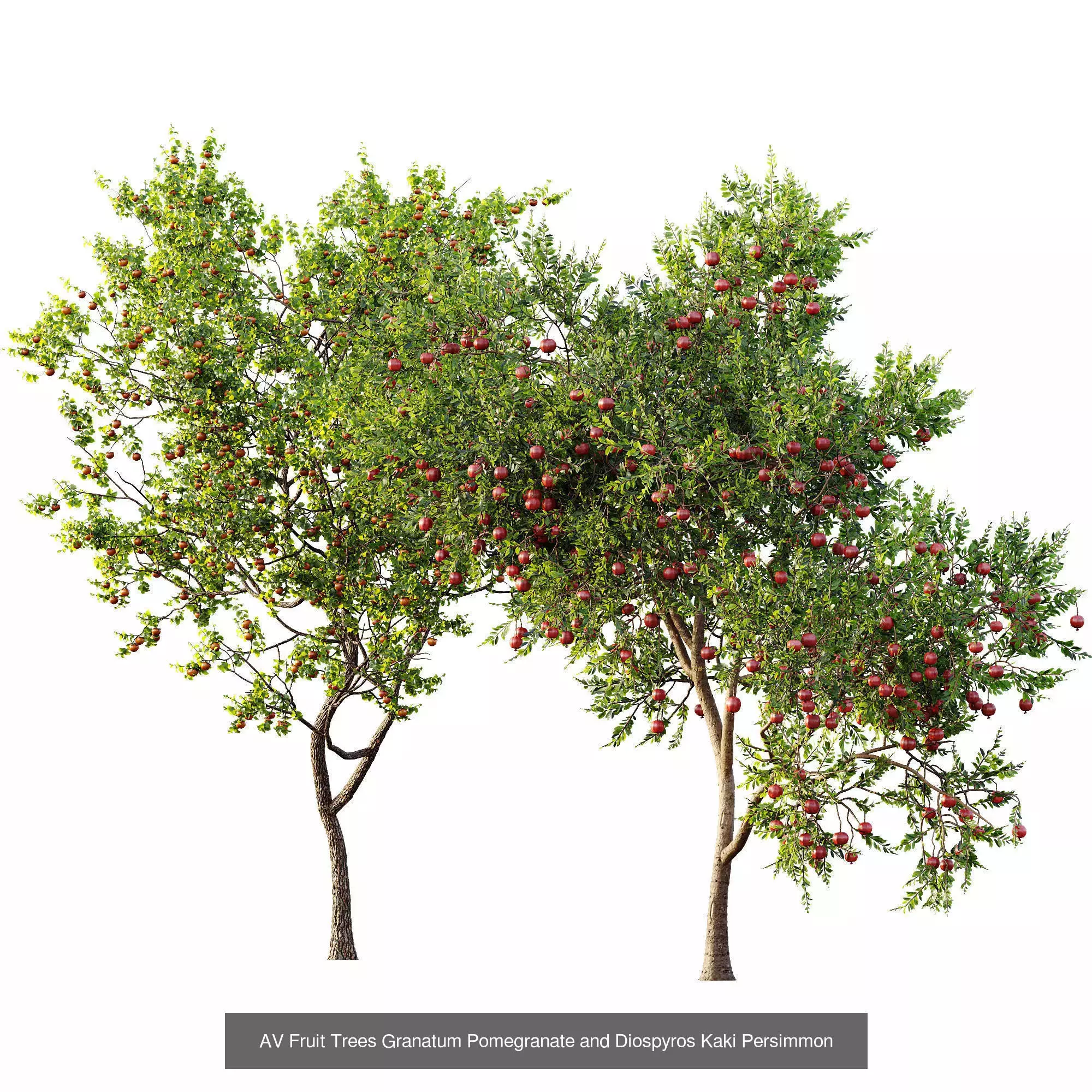 AV 15 unique tree collections with 45 different tree species _10