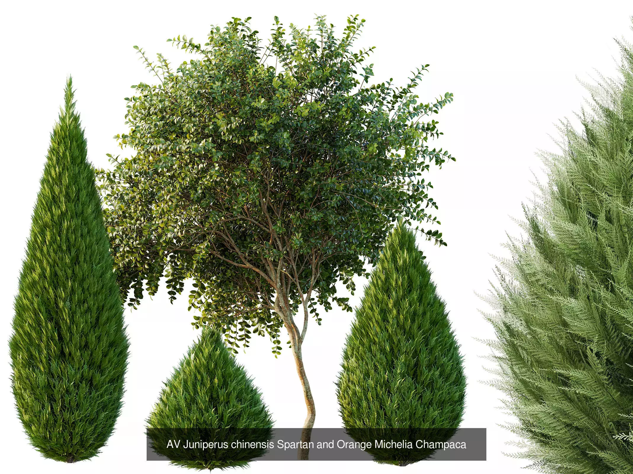 AV 15 unique tree collections with 45 different tree species _28