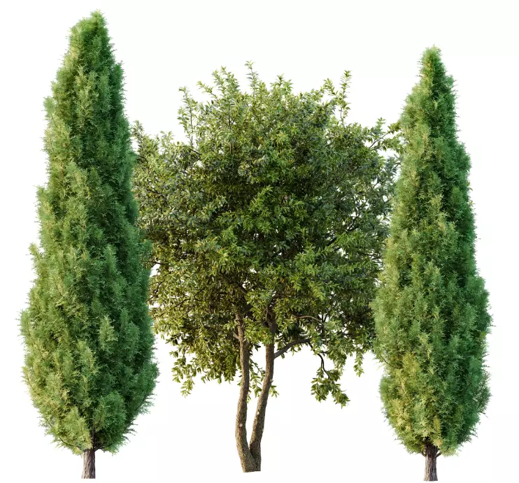 AV 15 unique tree collections with 45 different tree species _15