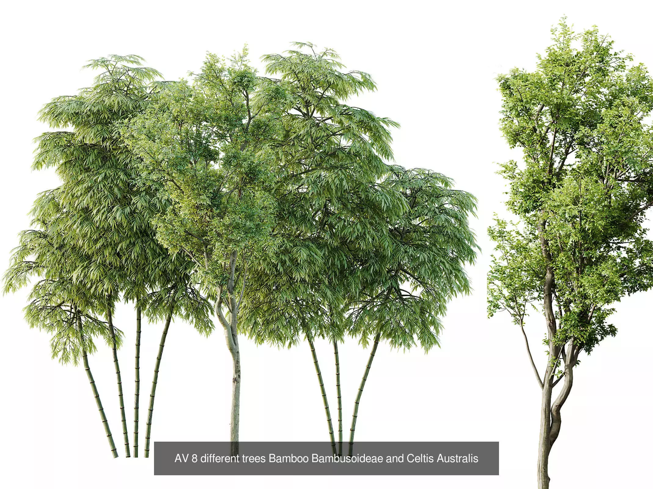 AV 15 unique tree collections with 45 different tree species _2