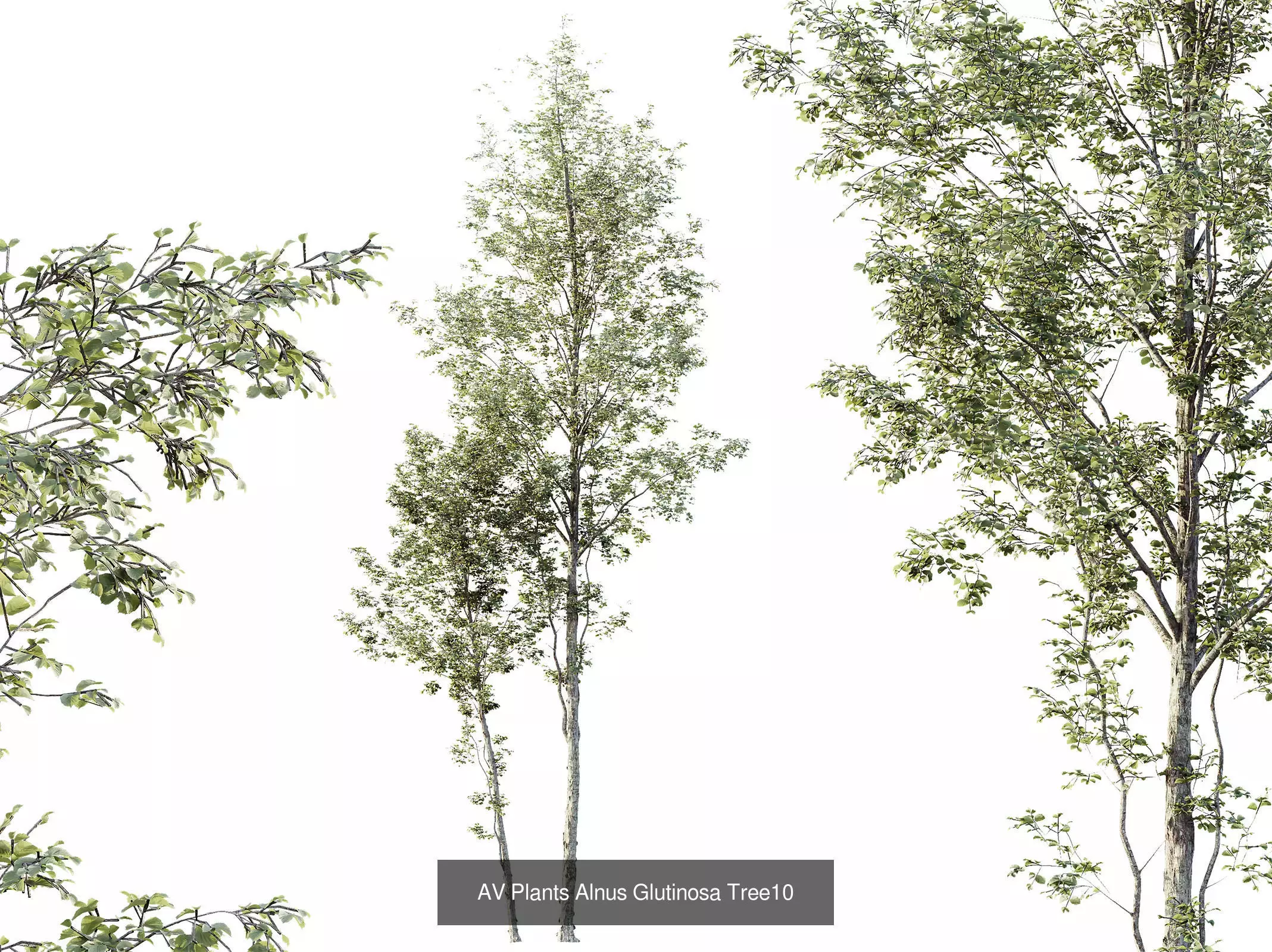 AV 15 unique tree collections with 45 different tree species _14