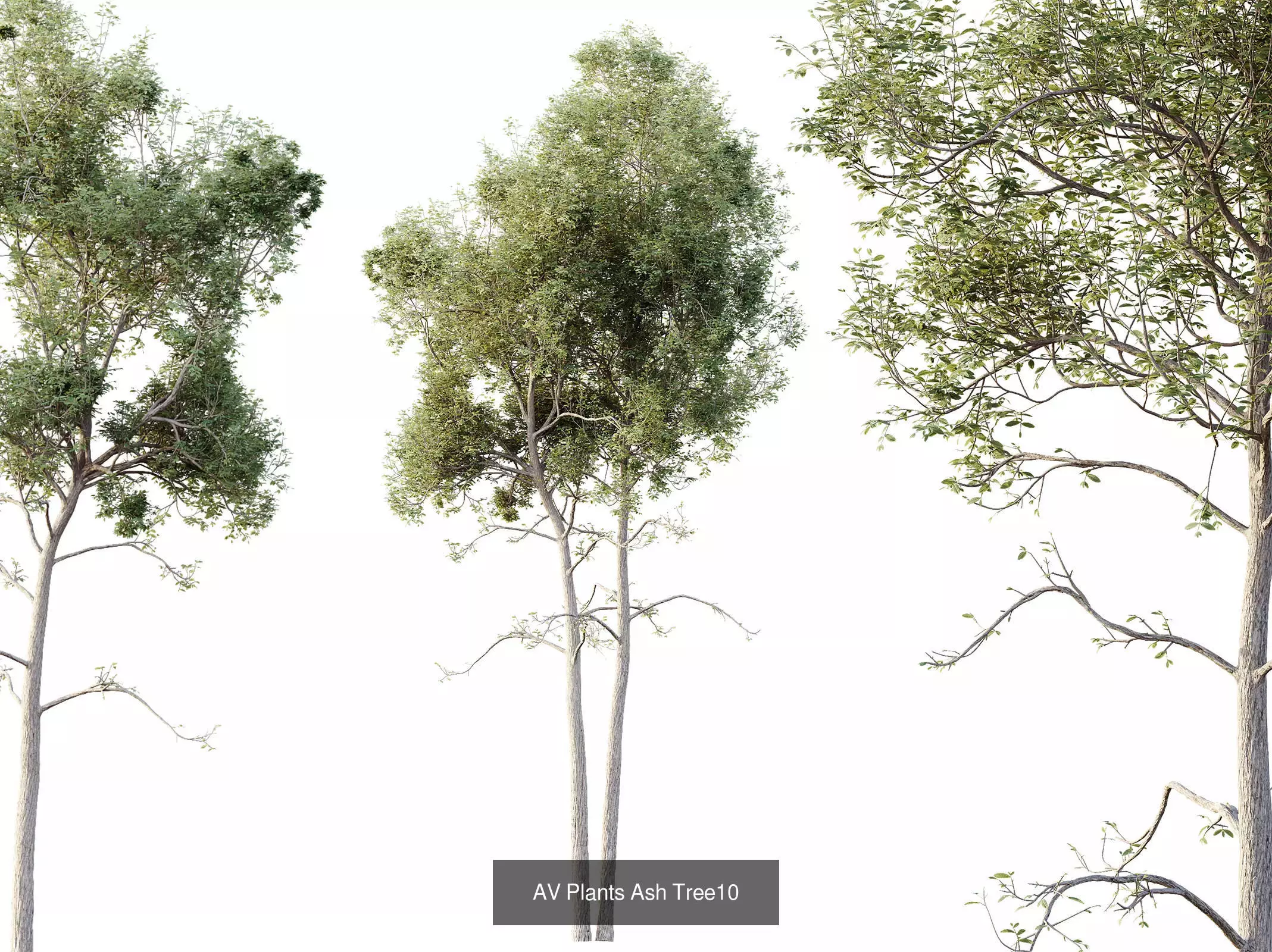 AV 15 unique tree collections with 45 different tree species _18