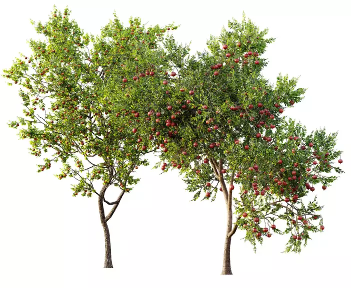 AV 15 unique tree collections with 45 different tree species _23