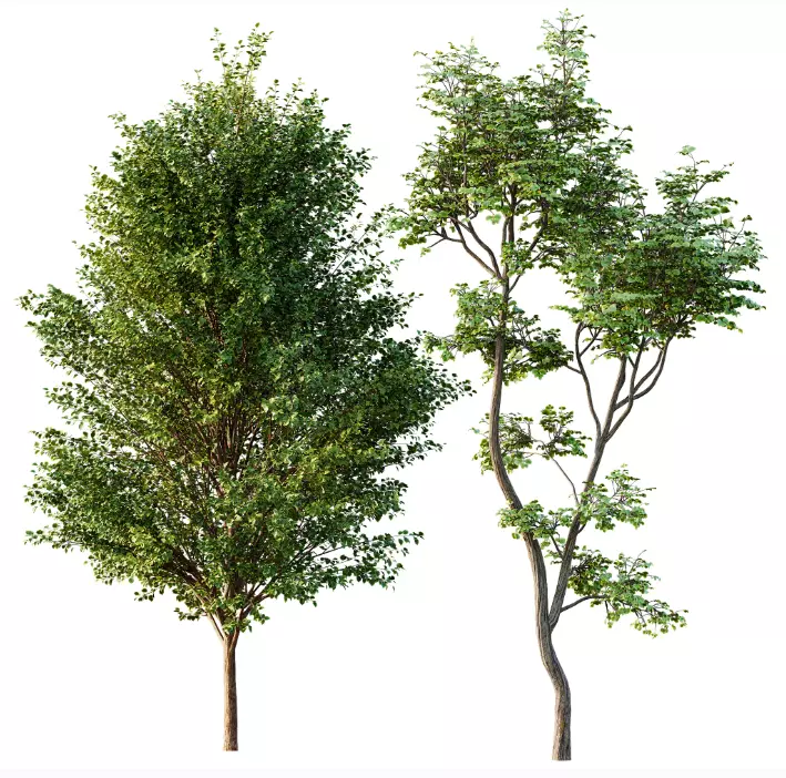 AV 15 unique tree collections with 45 different tree species _3