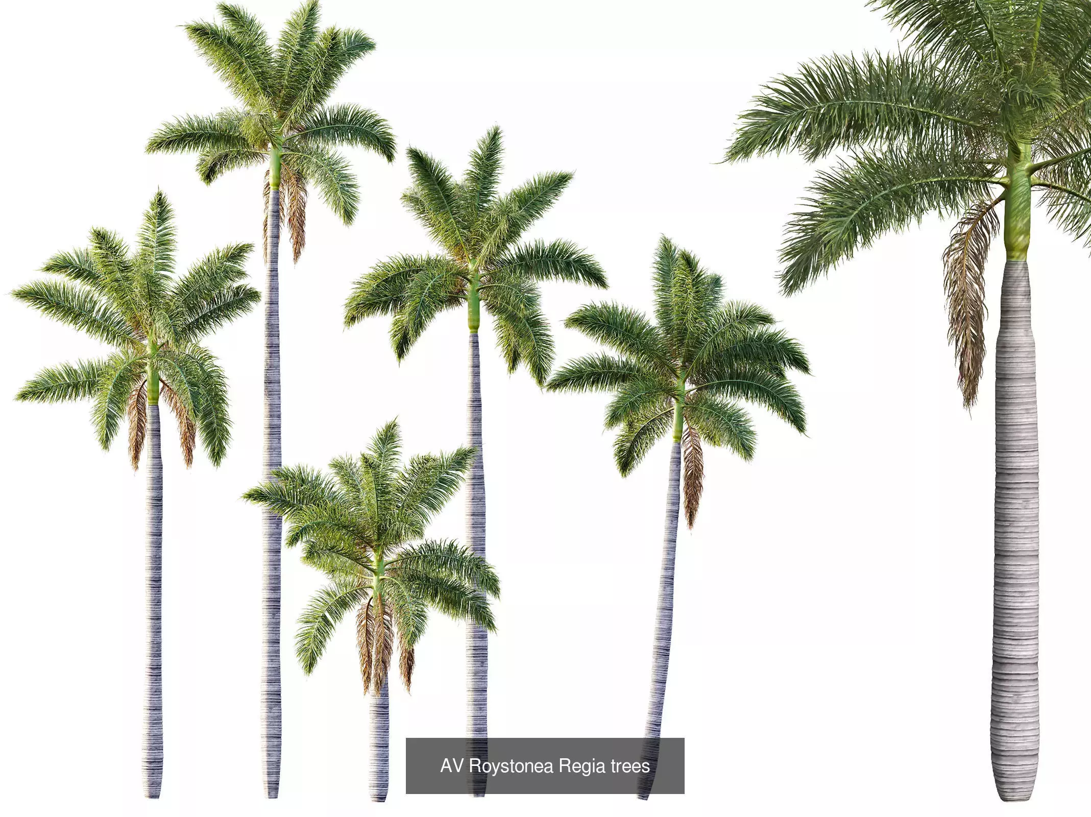 AV 15 unique tree collections with 45 different tree species _24