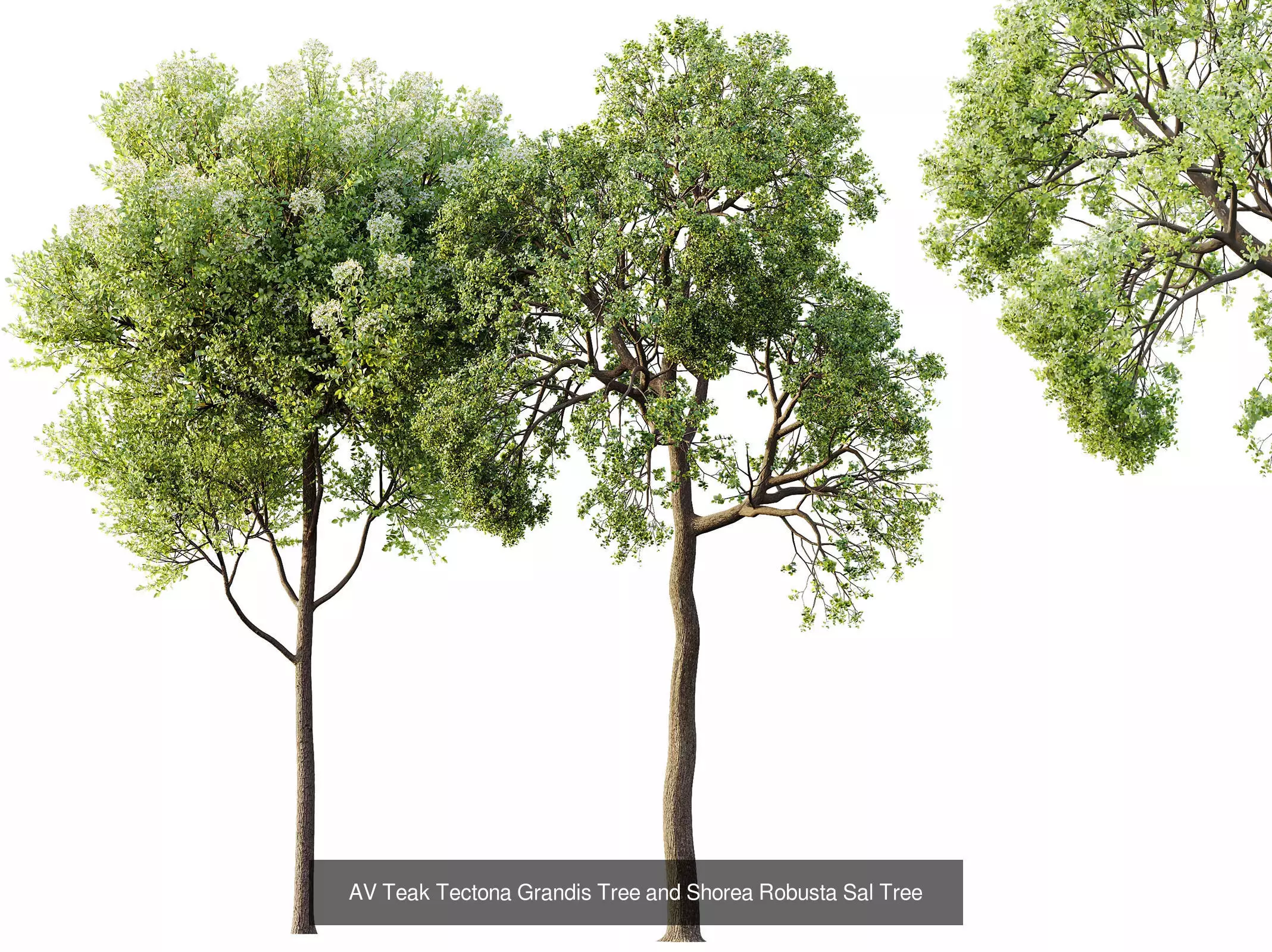 AV 15 unique tree collections with 45 different tree species _20