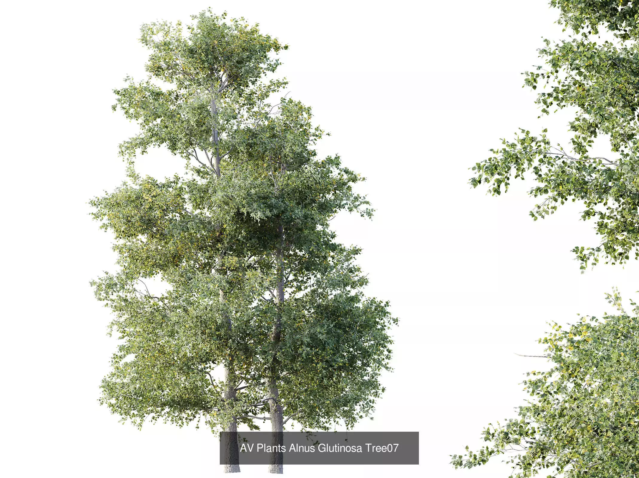 AV 15 unique tree collections with 45 different tree species _16