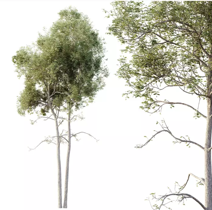 AV 15 unique tree collections with 45 different tree species _17