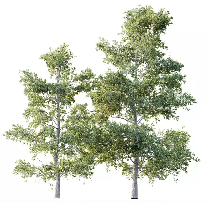 AV 15 unique tree collections with 45 different tree species _11