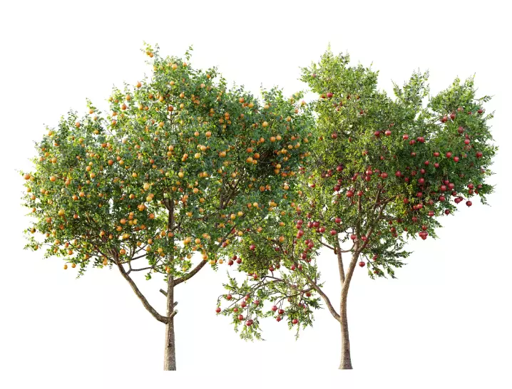 AV 15 unique tree collections with 45 different tree species _27