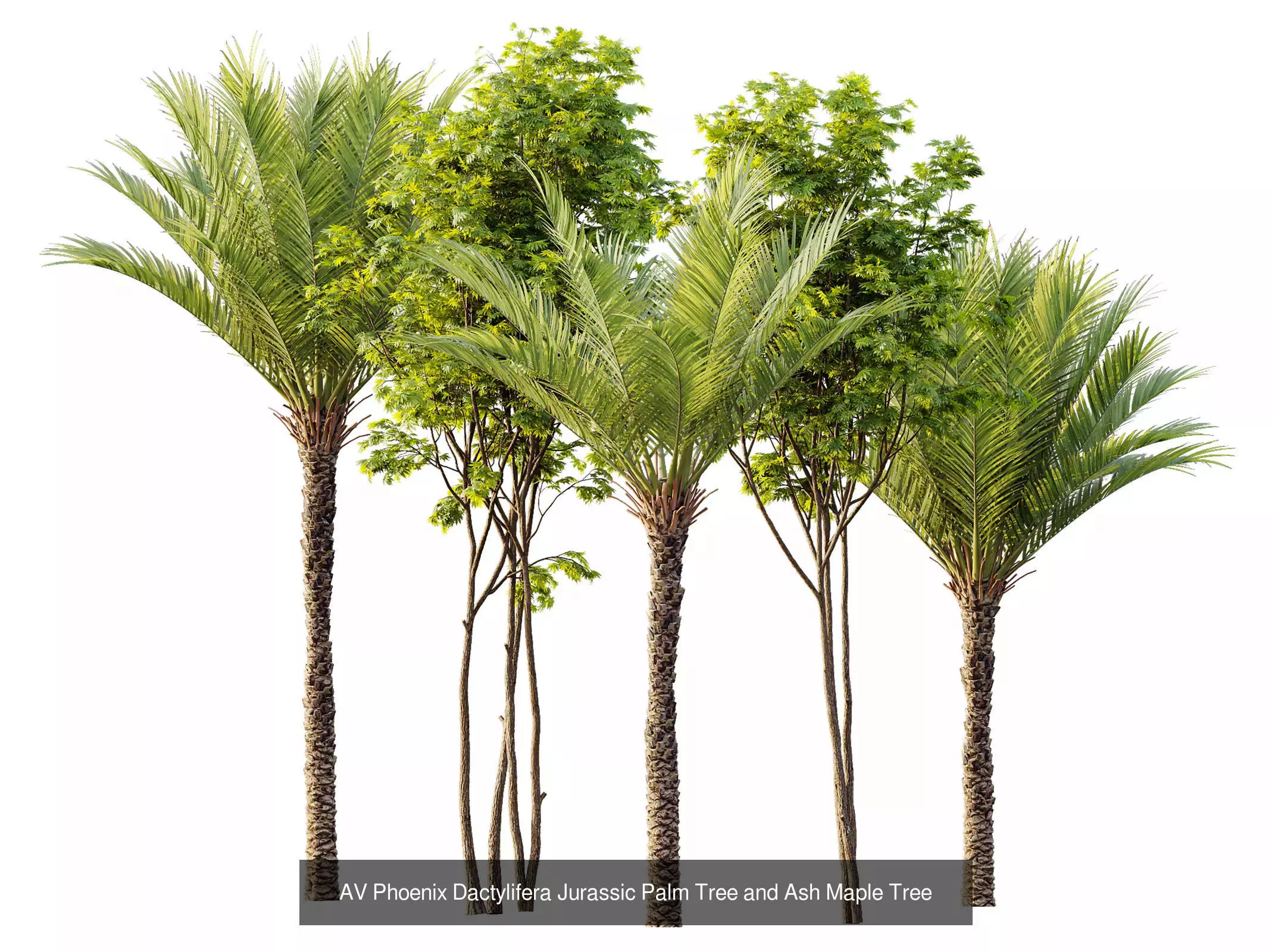 AV 15 unique tree collections with 45 different tree species _22