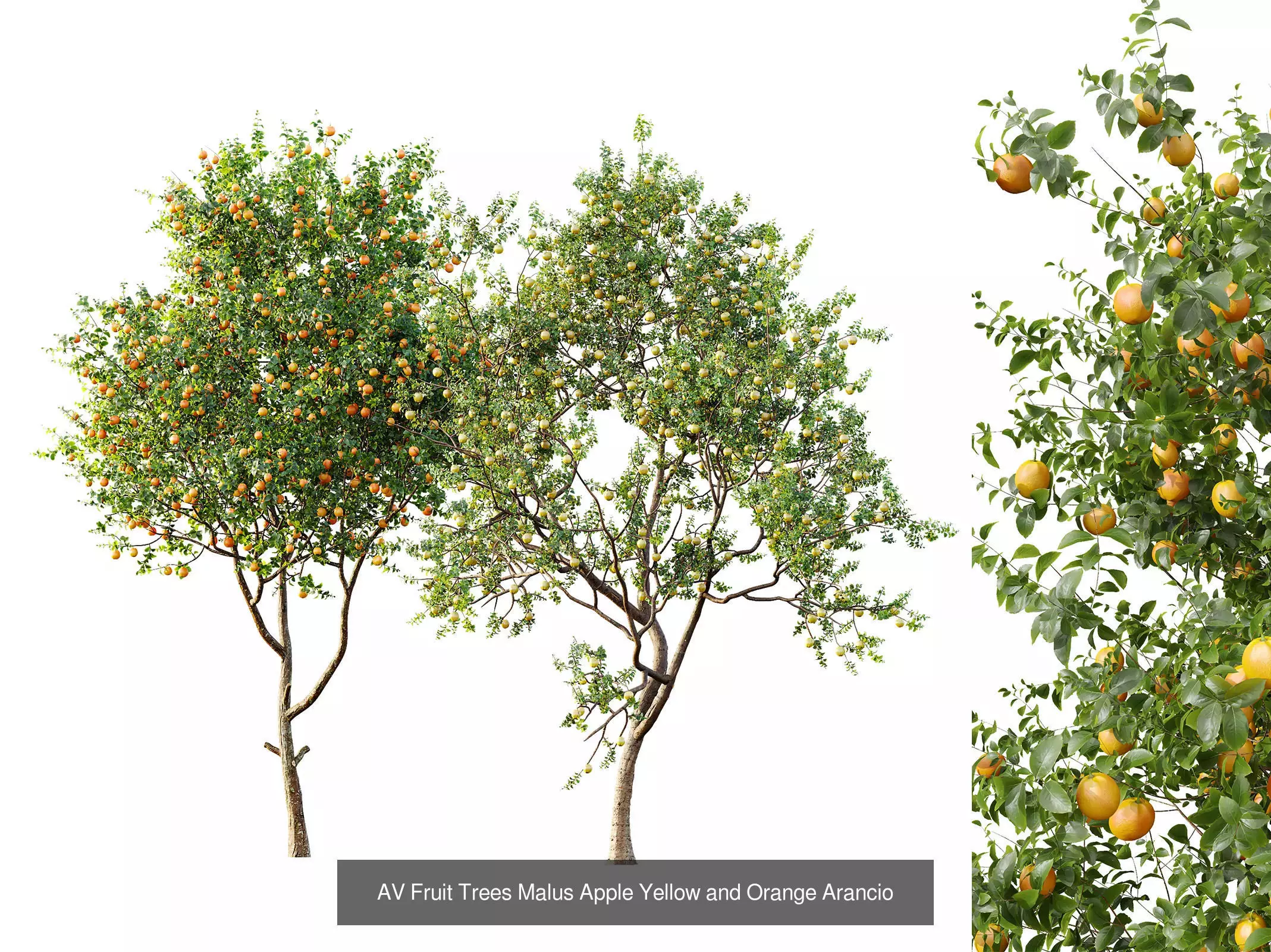 AV 15 unique tree collections with 45 different tree species _6