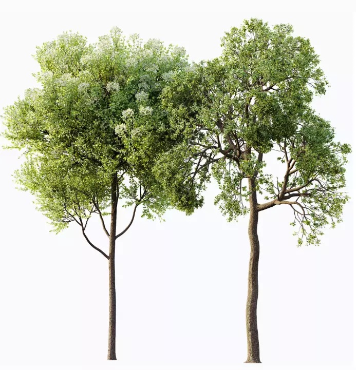 AV 15 unique tree collections with 45 different tree species _7