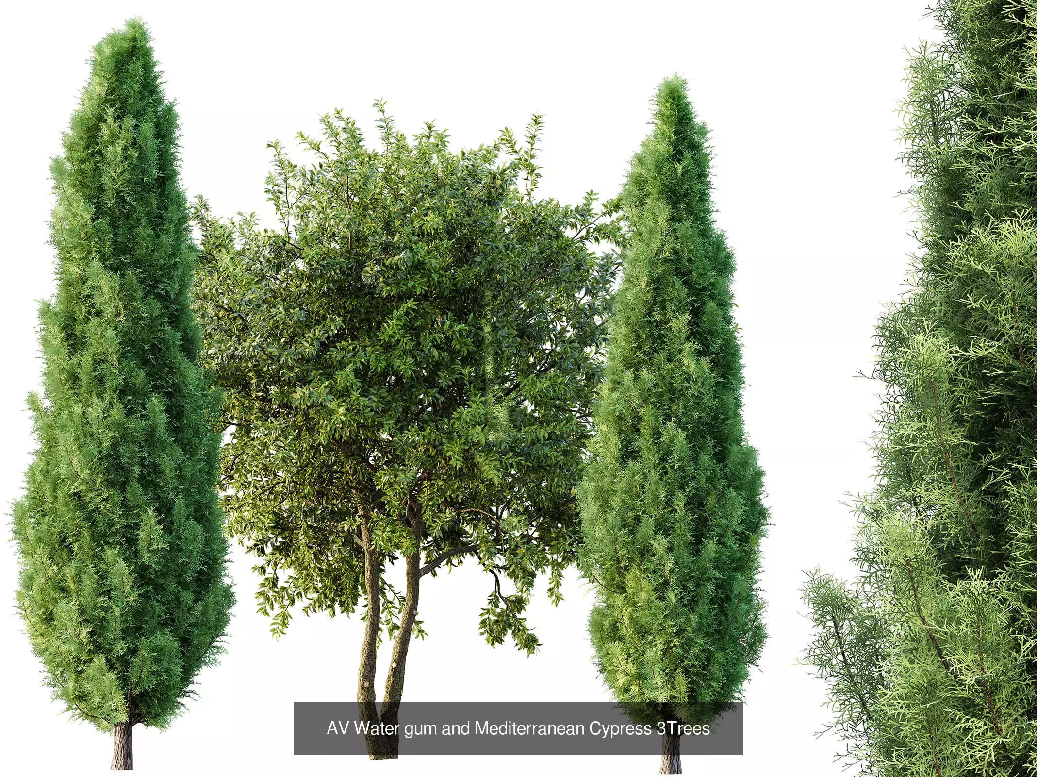 AV 15 unique tree collections with 45 different tree species _26