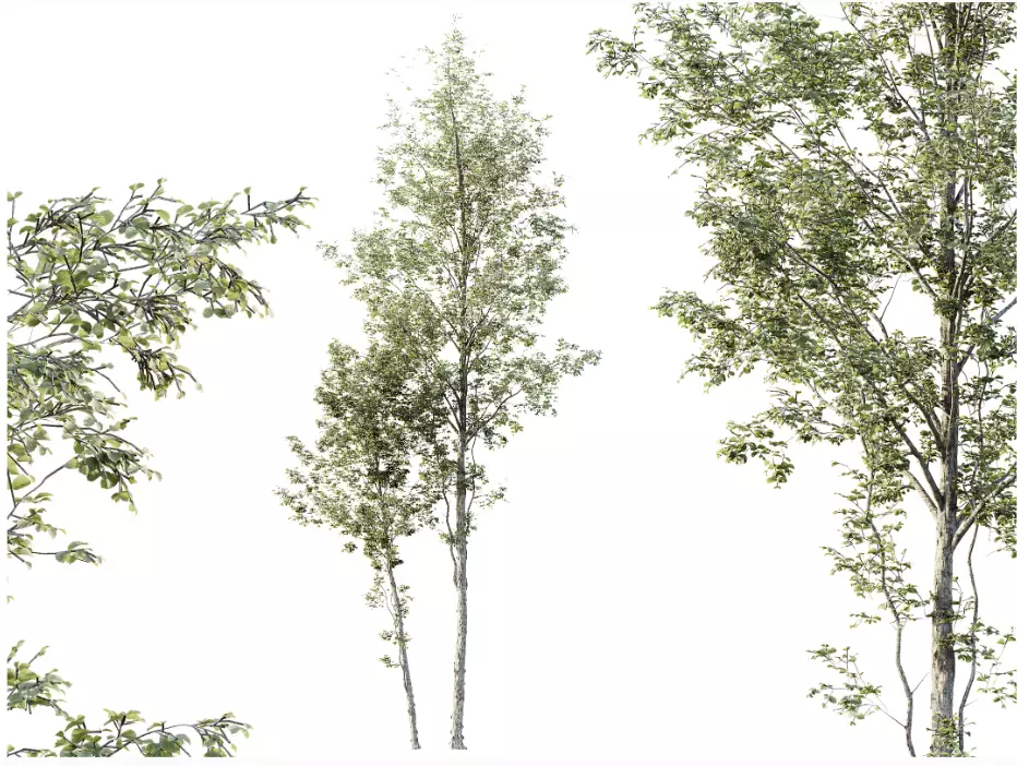 AV 15 unique tree collections with 45 different tree species _31