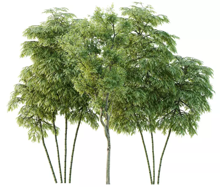 AV 15 unique tree collections with 45 different tree species _21