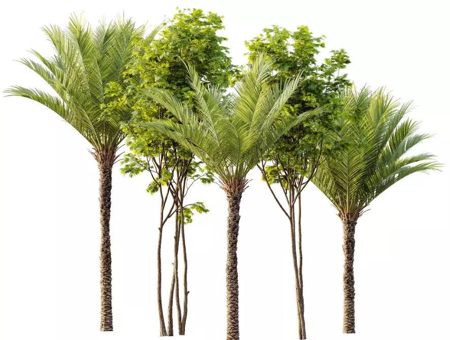 AV 15 unique tree collections with 45 different tree species _5