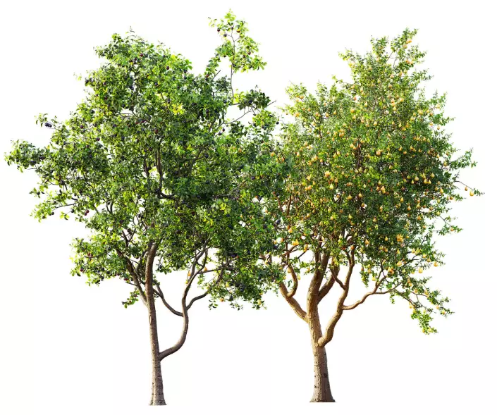 AV 15 unique tree collections with 45 different tree species _25