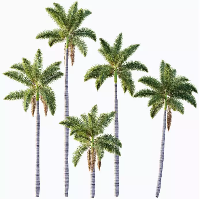 AV 15 unique tree collections with 45 different tree species _9