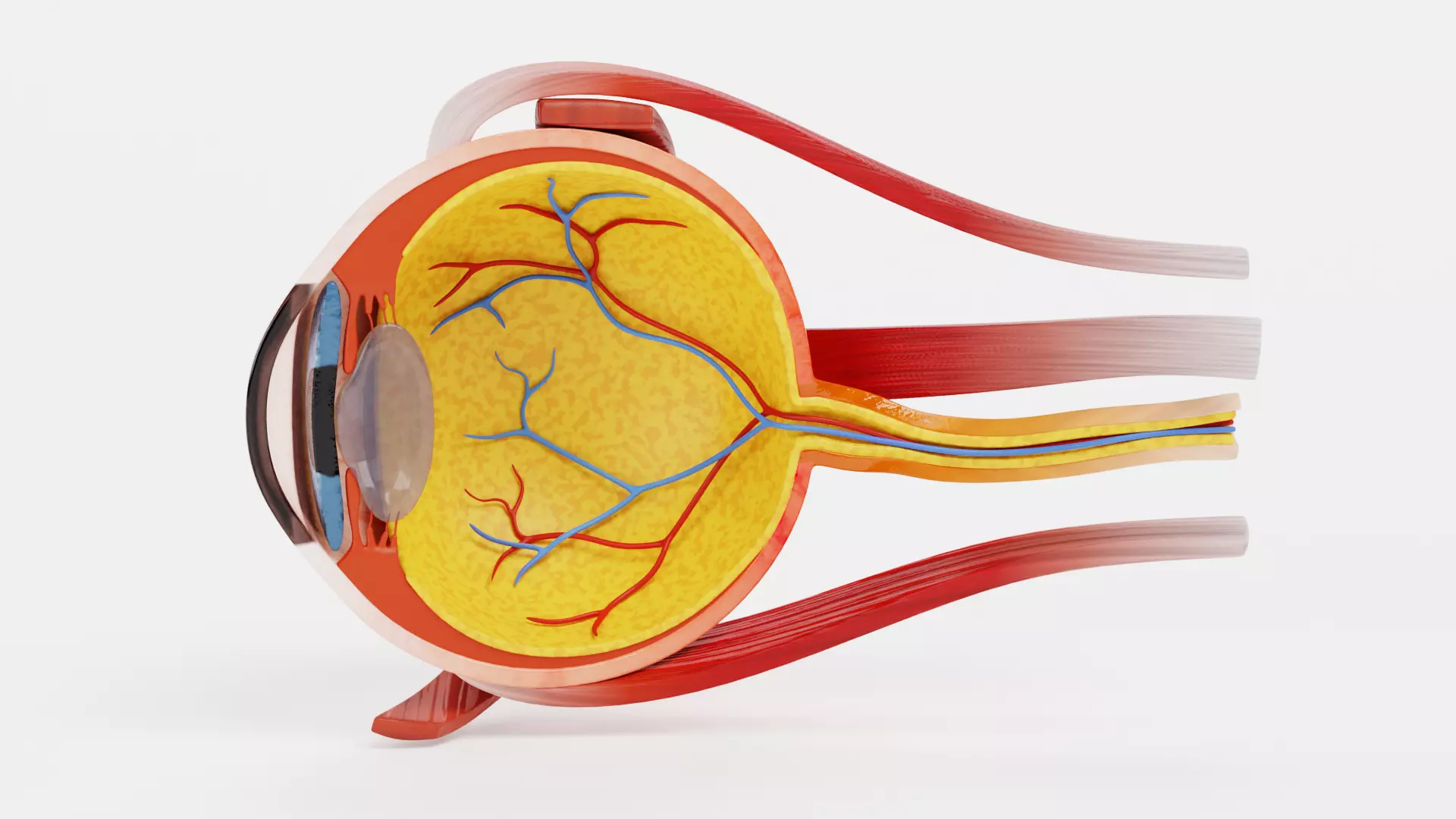 Eye Cross-Section - Realistic Human Anatomy 3D model