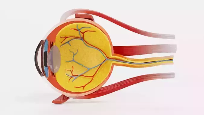 Eye Cross-Section - Realistic Human Anatomy