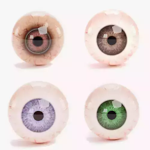 4 Eyeball Collection - Realistic Anatomy