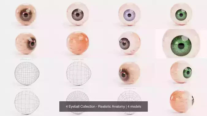 4 Eyeball Collection - Realistic Anatomy