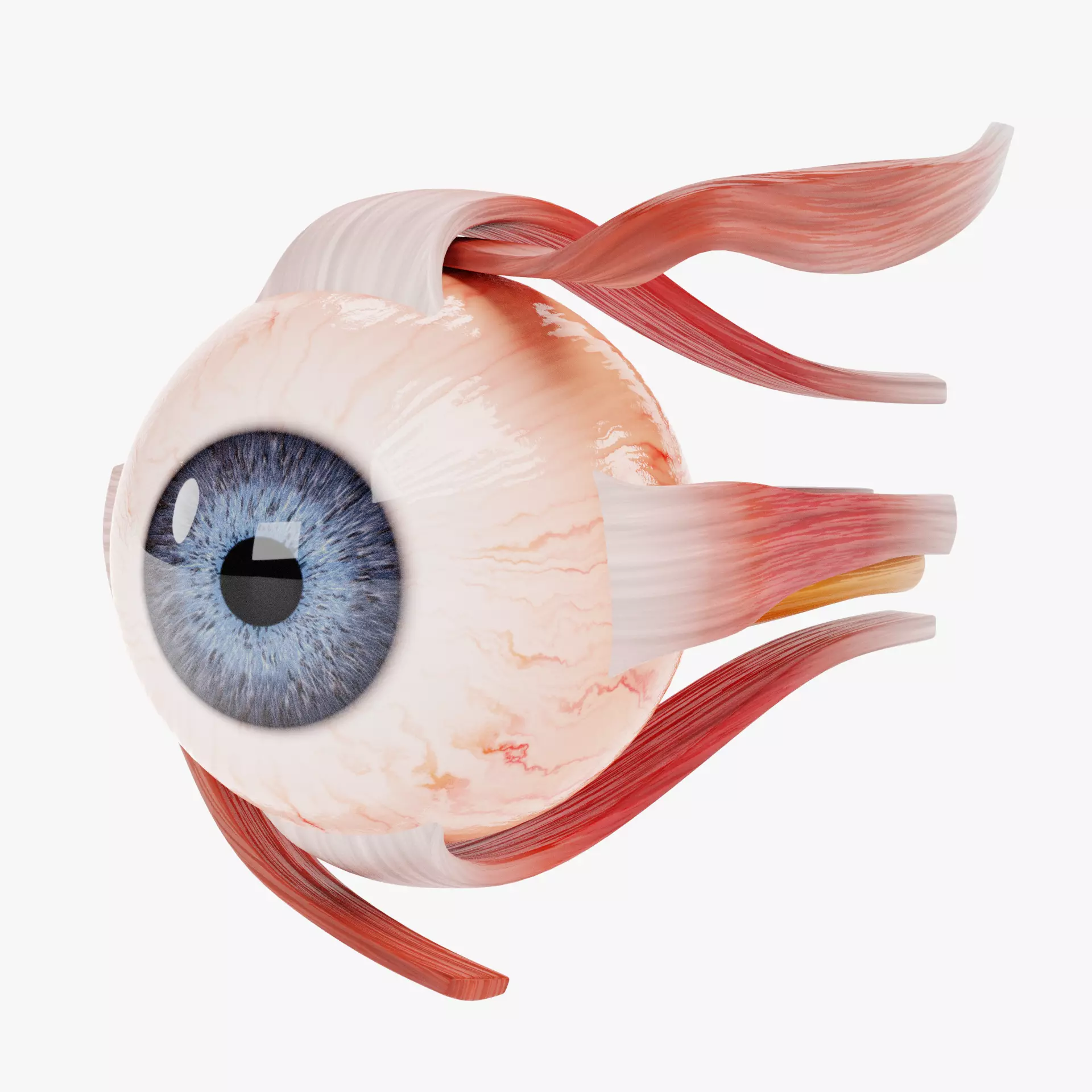 Eye with Extraocular Muscles - Realistic Human Anatomy 3D model_11