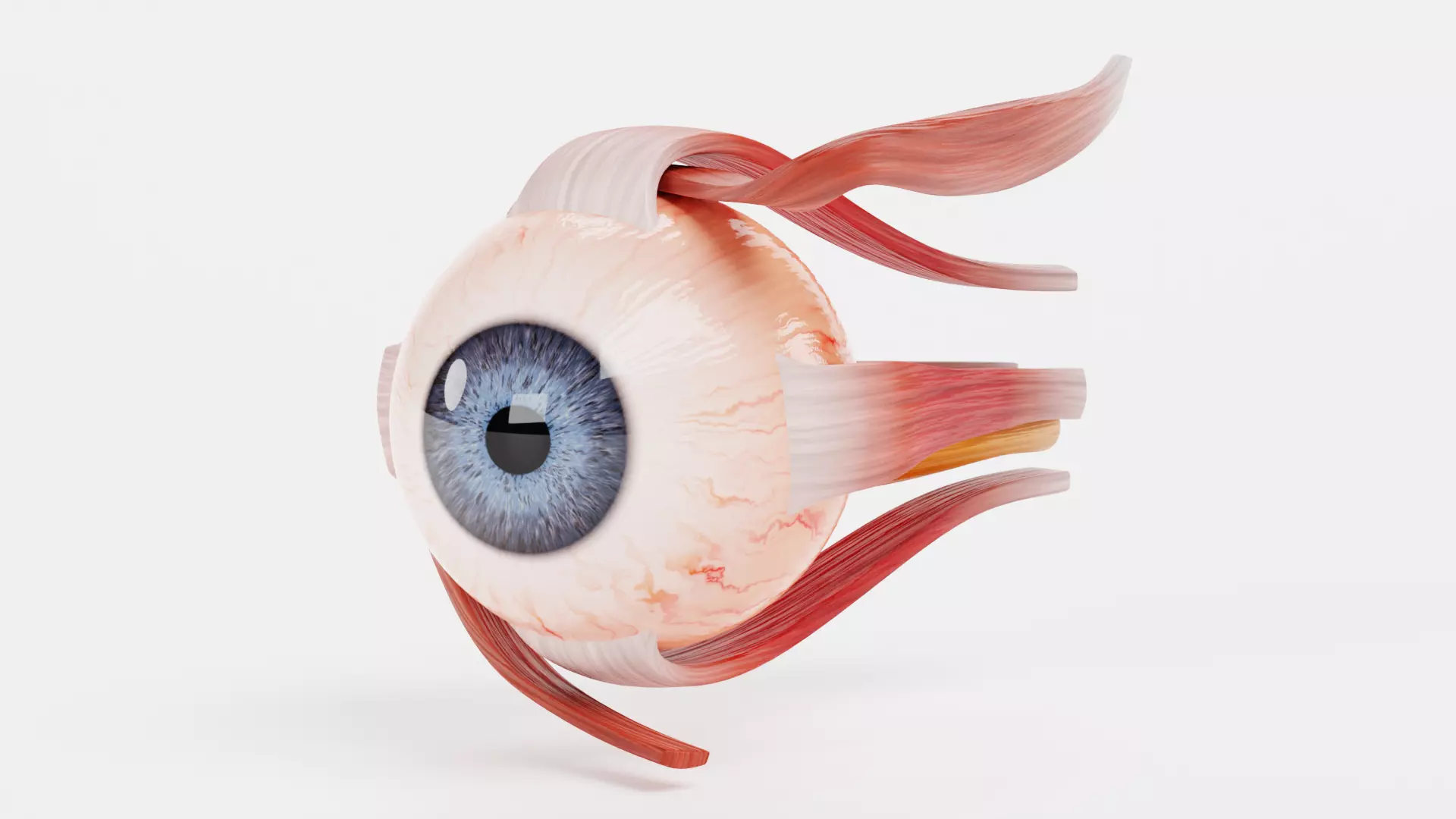 Eye with Extraocular Muscles - Realistic Human Anatomy 3D model_0