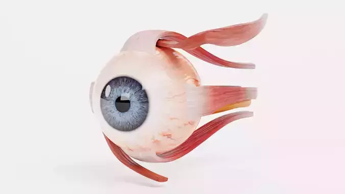 Eye with Extraocular Muscles - Realistic Human Anatomy 3D model Eye with Extraocular Muscles - Realistic Human Anatomy 3D model